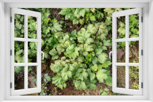 Fototapeta Naklejka Na Ścianę Okno 3D - cilantro, fresh green cilantro growing in plantation, Thailand