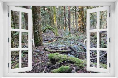 Fototapeta Naklejka Na Ścianę Okno 3D - Moss grown on rocks and trees in the lush forests of Washington state