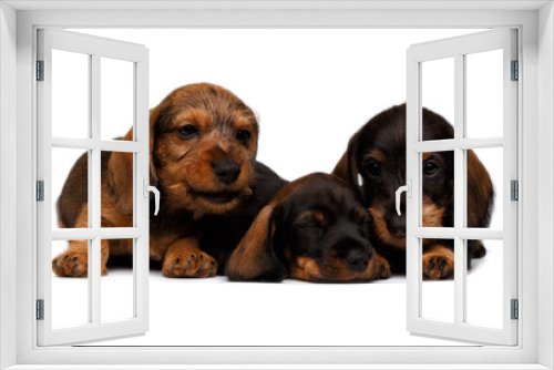 Fototapeta Naklejka Na Ścianę Okno 3D - three Dachshund puppies