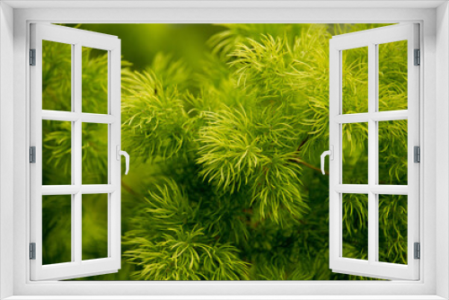 Fototapeta Naklejka Na Ścianę Okno 3D - Ming Fern's fresh green coniferous