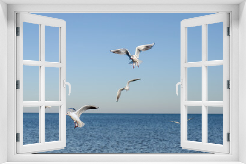 Fototapeta Naklejka Na Ścianę Okno 3D - A group of seagulls flying over water, hunting for food
