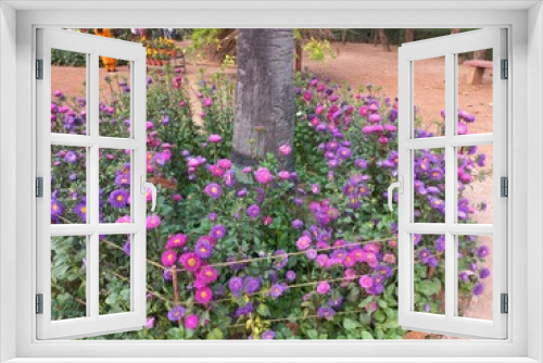 Fototapeta Naklejka Na Ścianę Okno 3D - Aster mix flowers of all colors in the garden,Beautiful Aster Flowers Hybrid, Mixed Color Big Size Flowers for Garden and Terrace Gardening Decoration,Lots of clustered aster flowers in the garden,