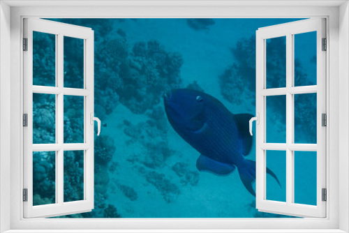Fototapeta Naklejka Na Ścianę Okno 3D - blue triggerfish swimming in the depth during freediving