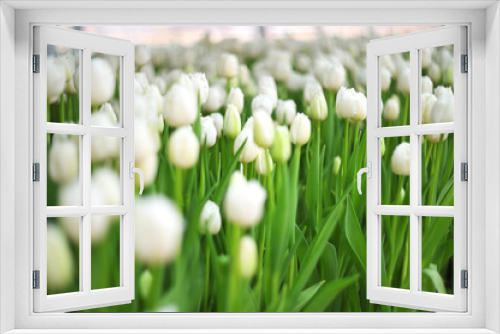 Fototapeta Naklejka Na Ścianę Okno 3D - beautiful white peony-shaped tulips close-up in the greenhouse for tulip holidays close-up. Spring Festival