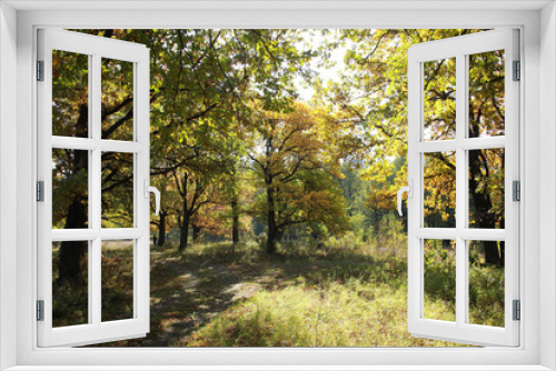 Fototapeta Naklejka Na Ścianę Okno 3D - Autumn in the oak grove