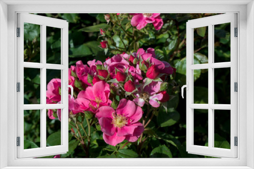 Fototapeta Naklejka Na Ścianę Okno 3D - garden roses, on a green background of their foliage