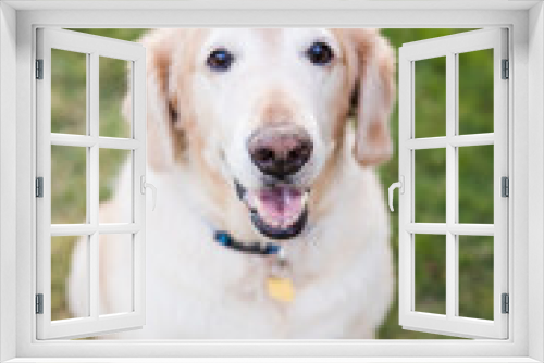 Fototapeta Naklejka Na Ścianę Okno 3D - golden retriever