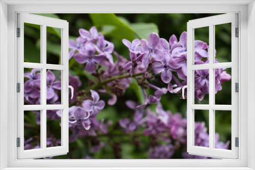 Fototapeta Naklejka Na Ścianę Okno 3D - Purple lilac flowers, Syringa vulgaris, on a spring day in Potzbach, Germany.
