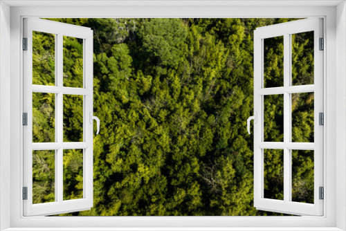 Fototapeta Naklejka Na Ścianę Okno 3D - Zenith aerial view of a dense green forest.