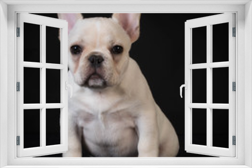 Fototapeta Naklejka Na Ścianę Okno 3D - french bulldog puppy