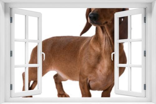 Fototapeta Naklejka Na Ścianę Okno 3D - miniature smooth dachshund
