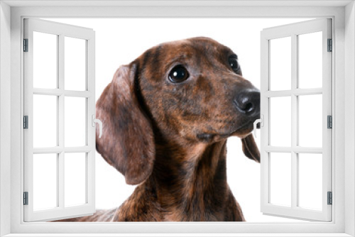 Fototapeta Naklejka Na Ścianę Okno 3D - dachshund