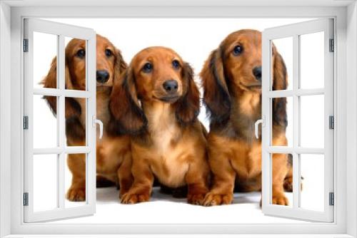 Fototapeta Naklejka Na Ścianę Okno 3D - Three Longhair dachshund puppies