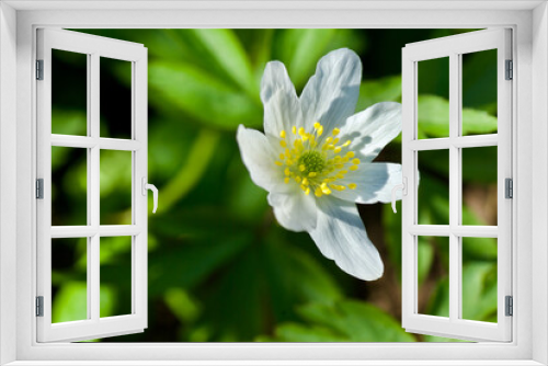 Fototapeta Naklejka Na Ścianę Okno 3D - Close-up of flowering white wood anemone with beautiful yellow stamen and pistils in spring.