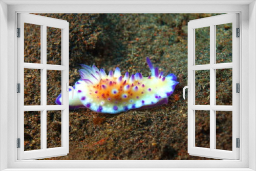 Fototapeta Naklejka Na Ścianę Okno 3D - True sea slug, Island Bali, Tulamben