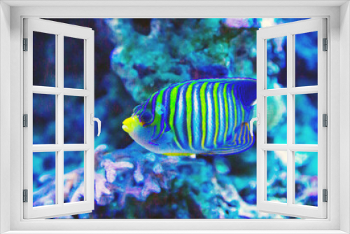 Fototapeta Naklejka Na Ścianę Okno 3D - The Imperial Angel fish (juvenile) (Latin Pomacanthus imperator) is blue with yellow stripes on a dark background of the seabed. Marine life, fish, subtropics.