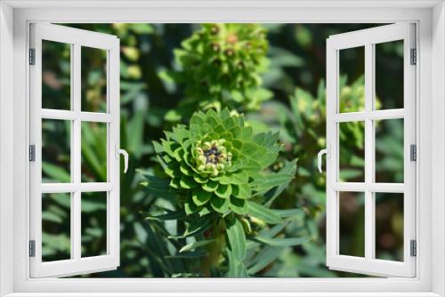 Fototapeta Naklejka Na Ścianę Okno 3D - Spurge Black Pearl flower buds