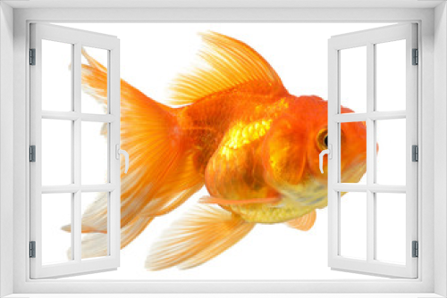 Fototapeta Naklejka Na Ścianę Okno 3D - gold fish isolated on white background