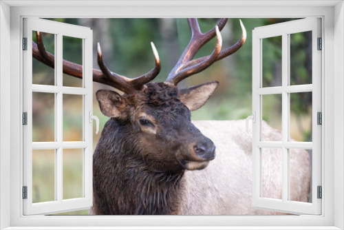 Fototapeta Naklejka Na Ścianę Okno 3D - Headshot of a bull elk