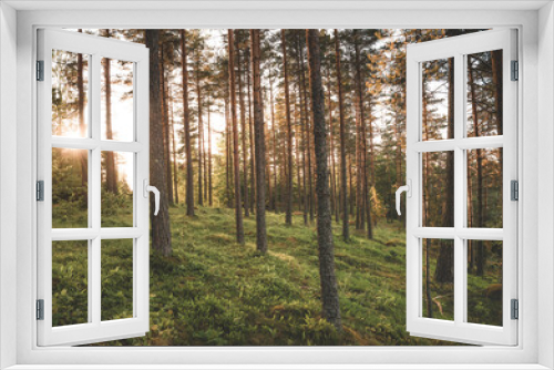 Fototapeta Naklejka Na Ścianę Okno 3D - Forest scene in Sweden