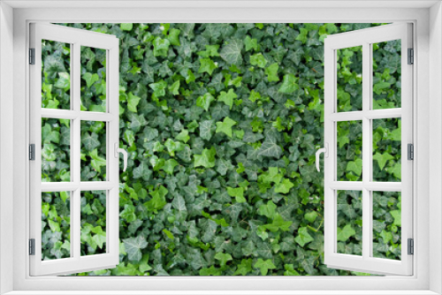 Fototapeta Naklejka Na Ścianę Okno 3D - Green ivy background
