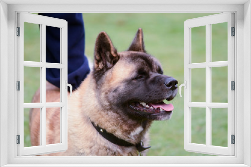 Fototapeta Naklejka Na Ścianę Okno 3D - Akita dog portrait