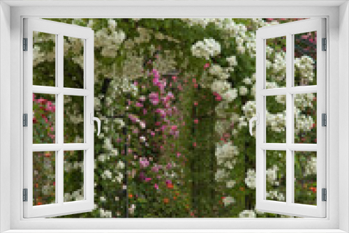 Fototapeta Naklejka Na Ścianę Okno 3D - Rose 'Bobbie James', Roseraie, L'Hay les Roses, Val de Marne, 94, France