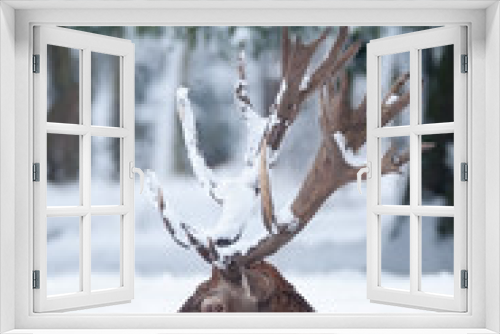 Fototapeta Naklejka Na Ścianę Okno 3D - Red Deer in Snow