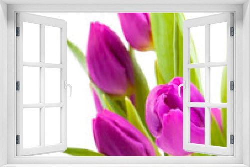 Fototapeta Naklejka Na Ścianę Okno 3D - lovely tulips on white - flowers and plats