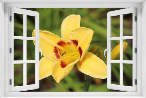 Fototapeta Naklejka Na Ścianę Okno 3D - yellow flower