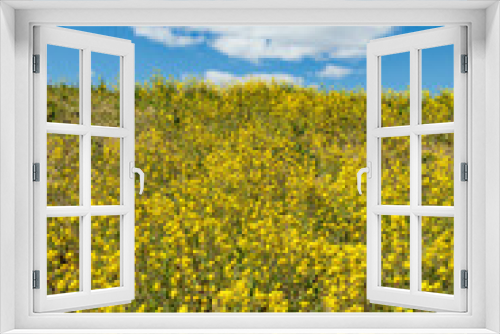 Fototapeta Naklejka Na Ścianę Okno 3D - 春の到来を告げるなの花畑