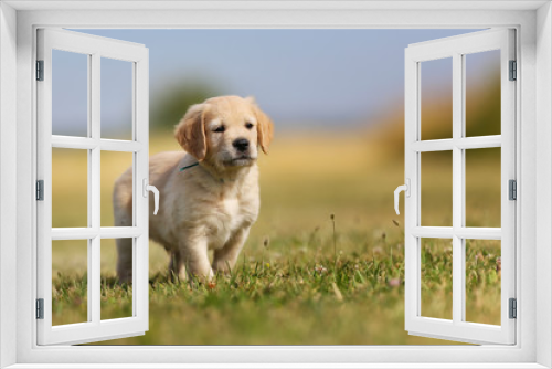 Fototapeta Naklejka Na Ścianę Okno 3D - Seven week old golden retriever puppy