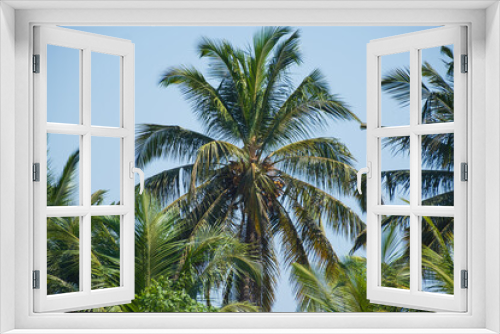 Fototapeta Naklejka Na Ścianę Okno 3D - Coconut Palm Tree Low angle view. Palm trees against blue sky