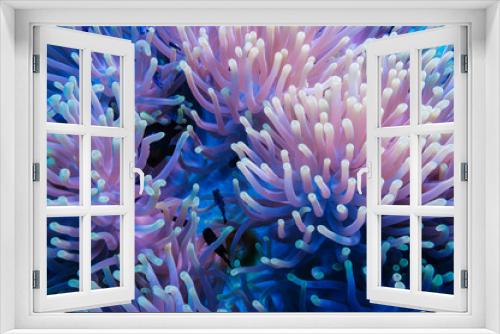 Fototapeta Naklejka Na Ścianę Okno 3D - Clownfish and anemone on a tropical coral reef