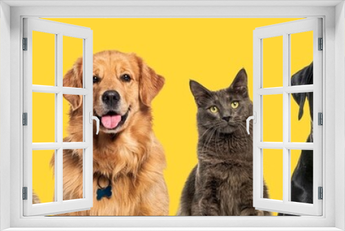 Fototapeta Naklejka Na Ścianę Okno 3D - Head shot of Happy dogs and cats, together in a row, against yellow background