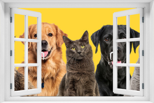 Fototapeta Naklejka Na Ścianę Okno 3D - Portrait of diverse cats and happy dogs breed sitting together, isolated on yellow