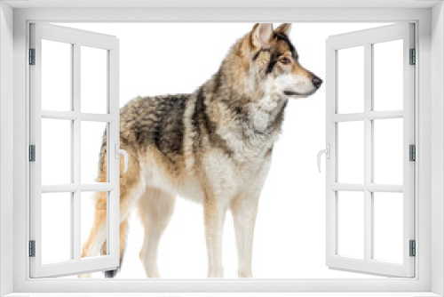 Fototapeta Naklejka Na Ścianę Okno 3D - Side view of a Timber Shepherd a kind of Wolfdog, looking away, Isolated on white