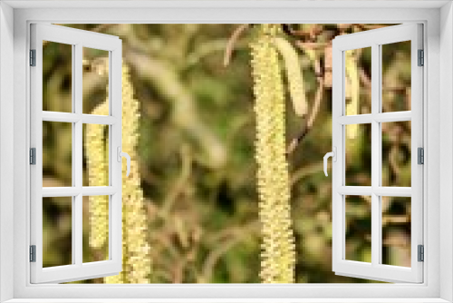 Fototapeta Naklejka Na Ścianę Okno 3D - Männliche Blüten der Korkenzieher Haselnuss - Corylus avellana Contorta
