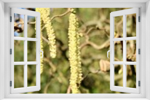 Fototapeta Naklejka Na Ścianę Okno 3D - Männliche Blüten einer Korkenzieher Haselnuss - Corylus avellana Contorta