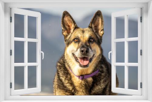 Fototapeta Naklejka Na Ścianę Okno 3D - portrait of a smiling German shepherd dog