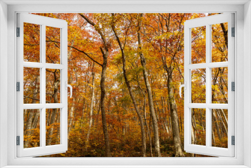 Fototapeta Naklejka Na Ścianę Okno 3D - 静かな雰囲気の紅葉した森