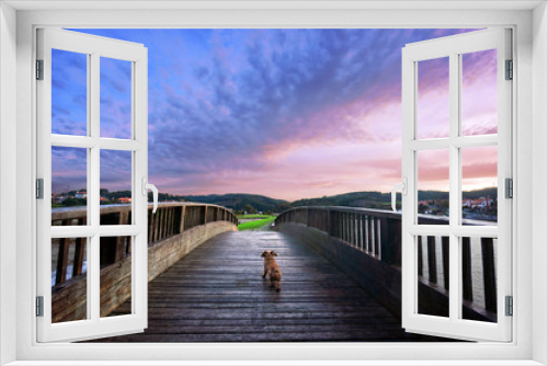 Fototapeta Naklejka Na Ścianę Okno 3D - dog in a bridge