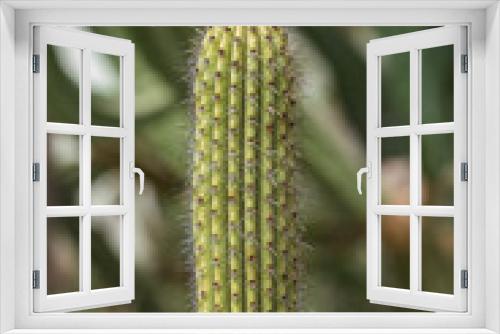 Fototapeta Naklejka Na Ścianę Okno 3D - beautiful green plants cactus with spikes