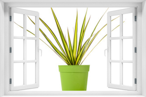 Fototapeta Naklejka Na Ścianę Okno 3D - Dracaena marginata plant