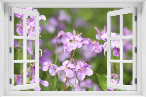 Fototapeta Naklejka Na Ścianę Okno 3D - purple flowers on a green background