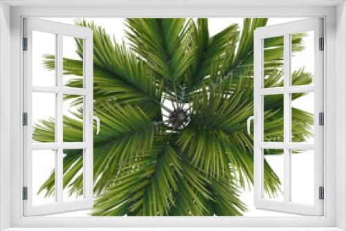 Fototapeta Naklejka Na Ścianę Okno 3D - Palm Coconut Top View isolated on white background