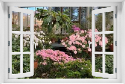 Fototapeta Naklejka Na Ścianę Okno 3D - Colorful blooming Rhododendrons and Azaleas bushes in the greenhouse.first spring flowers. Nature background.