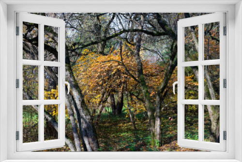 Fototapeta Naklejka Na Ścianę Okno 3D - Beautiful wild autumn forest with colorful foliage and bare trees, sunbeams.
