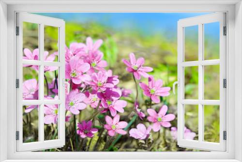 Fototapeta Naklejka Na Ścianę Okno 3D - beautiful summer flower