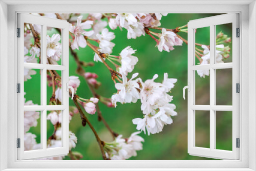 Fototapeta Naklejka Na Ścianę Okno 3D - White and pink almond tree blossom for spring background. Istanbul, Turkey.